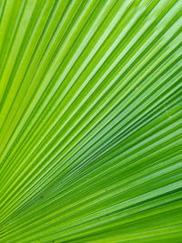 Full frame shot of palm leaf