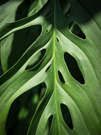 Full frame shot of leaves