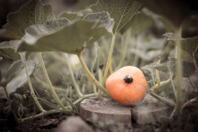 Close-up of orange fruit on plant