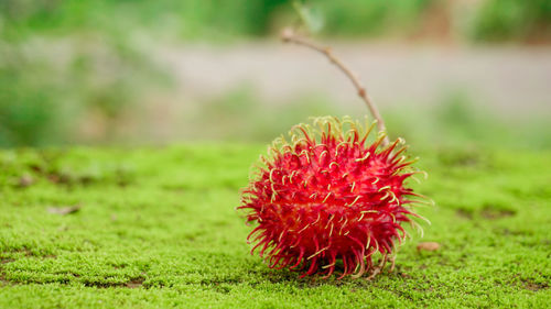 Close-up of red fruit on field