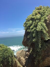 Tree by sea against sky