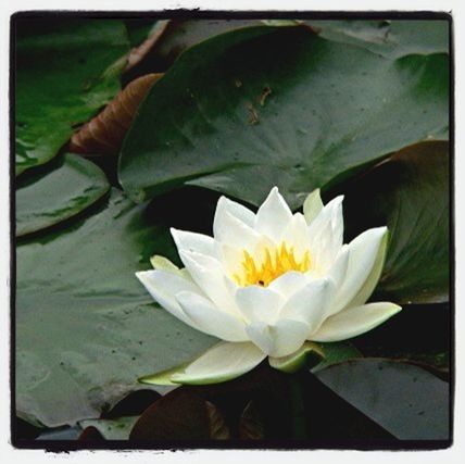transfer print, flower, petal, auto post production filter, flower head, water lily, fragility, freshness, pond, water, floating on water, leaf, close-up, beauty in nature, nature, growth, high angle view, plant, white color, blooming