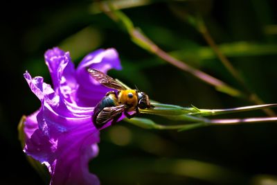 Close-up of bee on purple flower