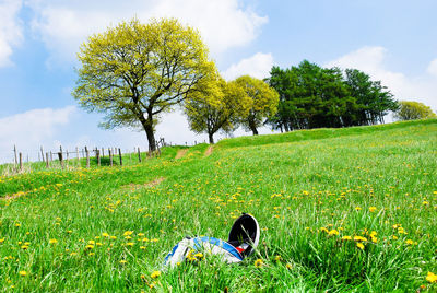 Green plants on field against sky