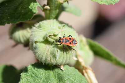 Close-up of insect on plant