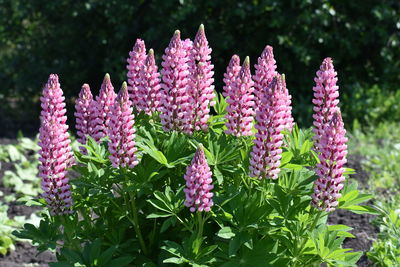 Close-up of purple flowering plants