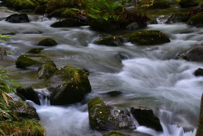 Scenic view of waterfall in forest