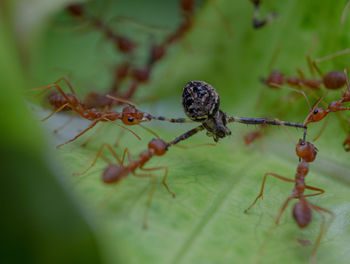 Close-up of orb weaver spider eating alive by fire ants colony on green leaves
