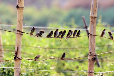 Close-up of birds perching on fence