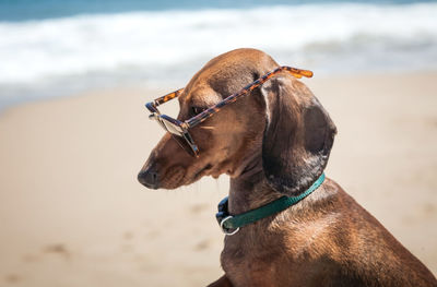 Side view of dog wearing sunglasses while sitting at beach