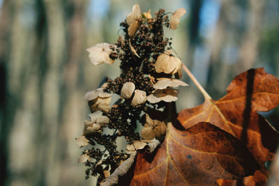 Close-up of dry leaves on plant