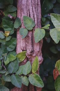 Close-up of ivy growing on tree trunk
