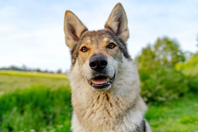 Portrait of dog on field