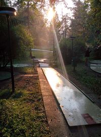 Sun shining through trees