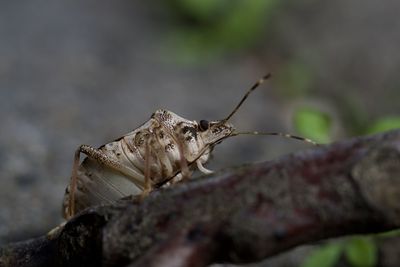 Close-up of insect on wood