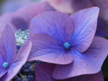 Close-up of flower blooming outdoors