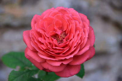Close-up of pink rose