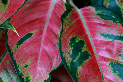 Close-up of red leaves