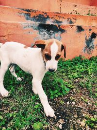 Portrait of puppy on wall