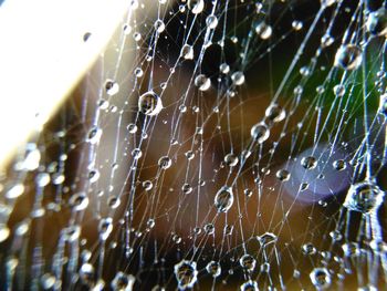 Close-up of spider web