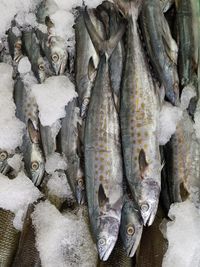 Close-up of fish for sale in market