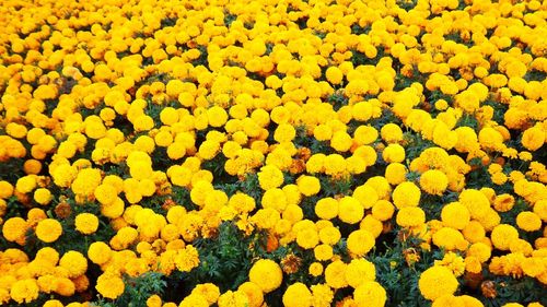 High angle view of yellow flowering plants