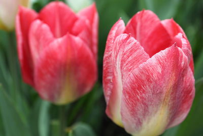 Close-up of pink tulip