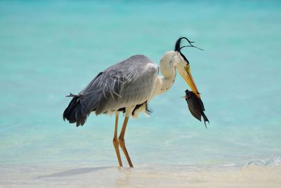 Heron caught fish at beach