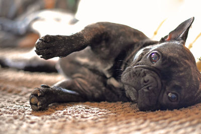 Close-up portrait of black french bulldog