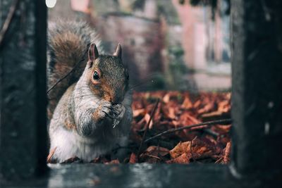 Close-up of squirrel