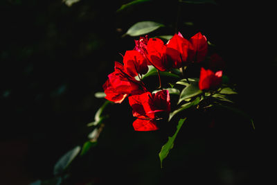 Close-up of red rose flower