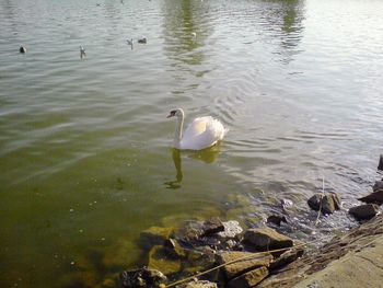 High angle view of swans swimming in lake