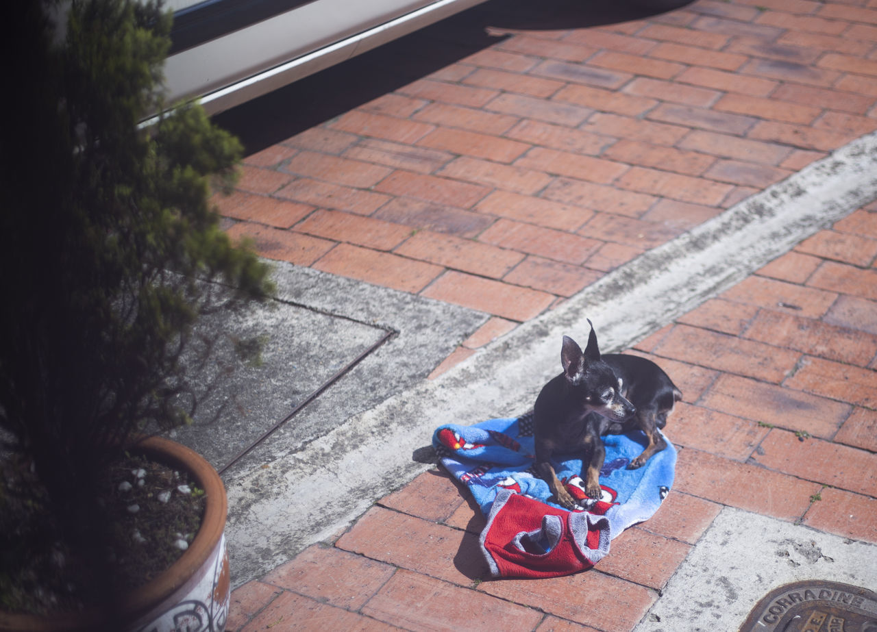 HIGH ANGLE VIEW OF DOGS ON FOOTPATH