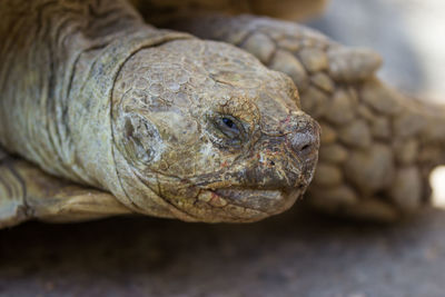 Close-up of tortoise on field