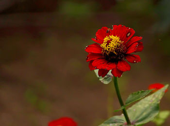 Close-up of red hibiscus blooming outdoors