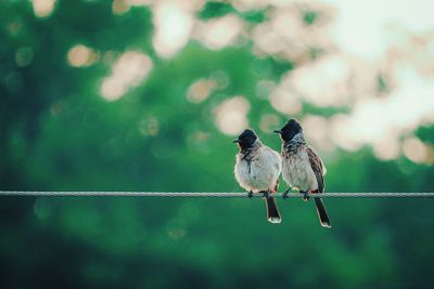 Close-up of birds perching on metal