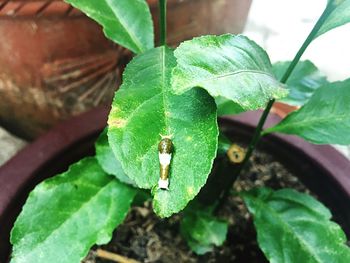 Close-up of green leaves