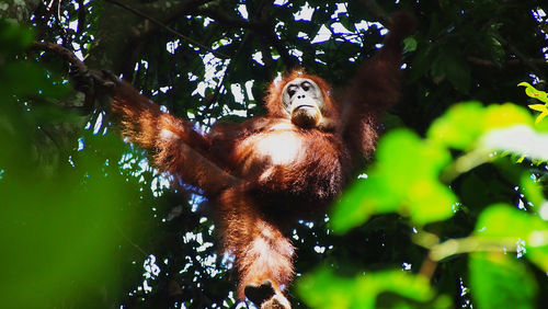 Low angle view of monkey hanging on tree