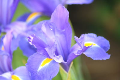 Close-up of purple flowers