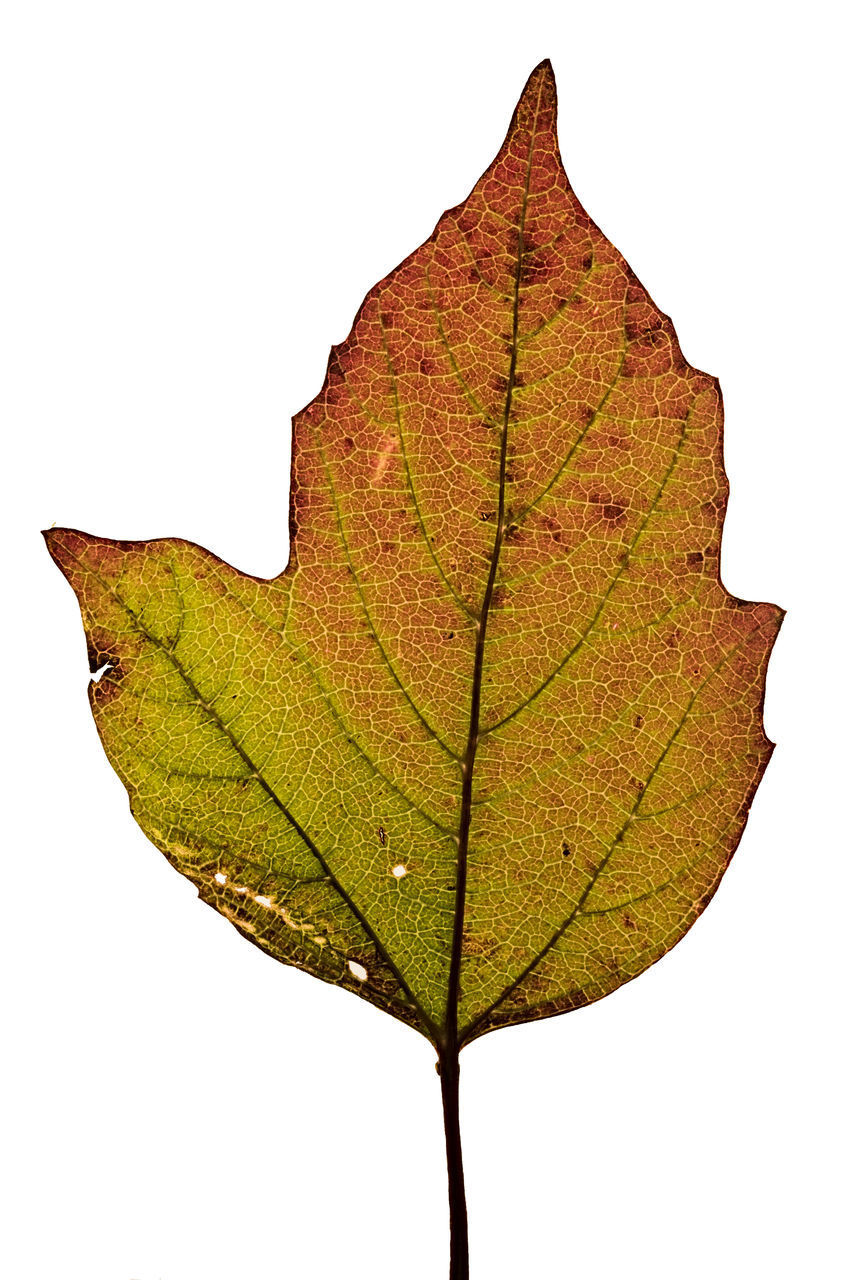 CLOSE-UP OF MAPLE LEAF ON WHITE SURFACE