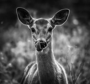 Close-up portrait of deer