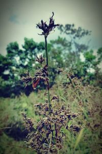 Close-up of plant against sky