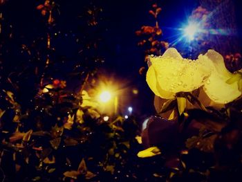 Close-up of flowering plant at night