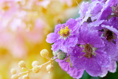 Close-up of purple flowering plant