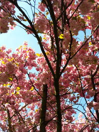 Low angle view of pink flower tree