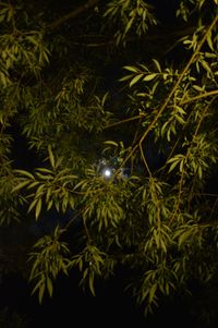 Close-up of illuminated christmas tree at night