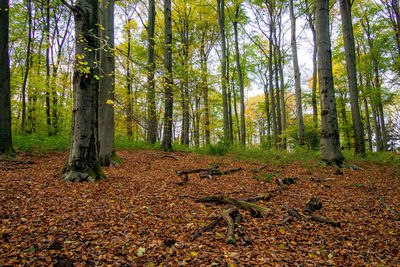 Trees in forest during autumn