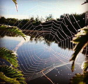 Close-up of spider and web against blurred background