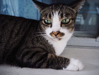 Close-up portrait of a cat