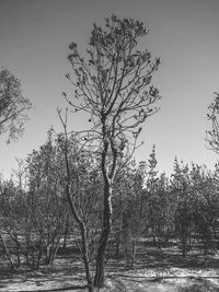 Bare tree against clear sky